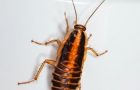 Top reasons why you should take cockroach control in your house seriously