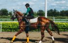 The importance of bell boots in a horse’s health and how to choose the best